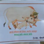 बाँदा- विषैला चारा खाने से 15 गायों की हुई मौत