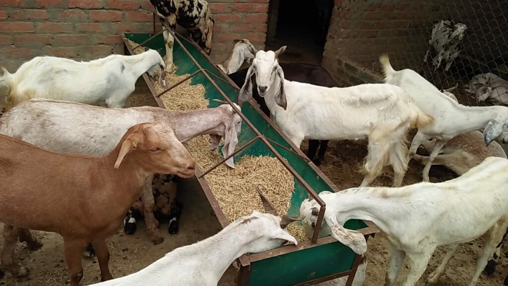 Bad effect on goat traders in Corona period