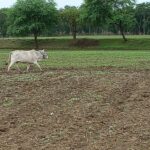 Anna animals are becoming for farmers