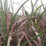 Drought disease in sugarcane crop