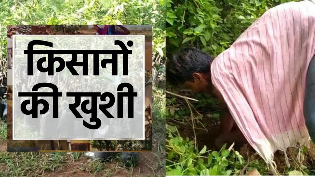 Farmers got saplings under MNREGA scheme