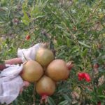 How can you increase your income by cultivating pomegranate