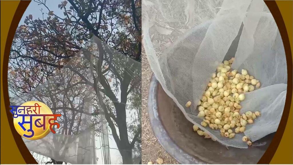 Vinay Kumar of Banda created a new way for mahua picking