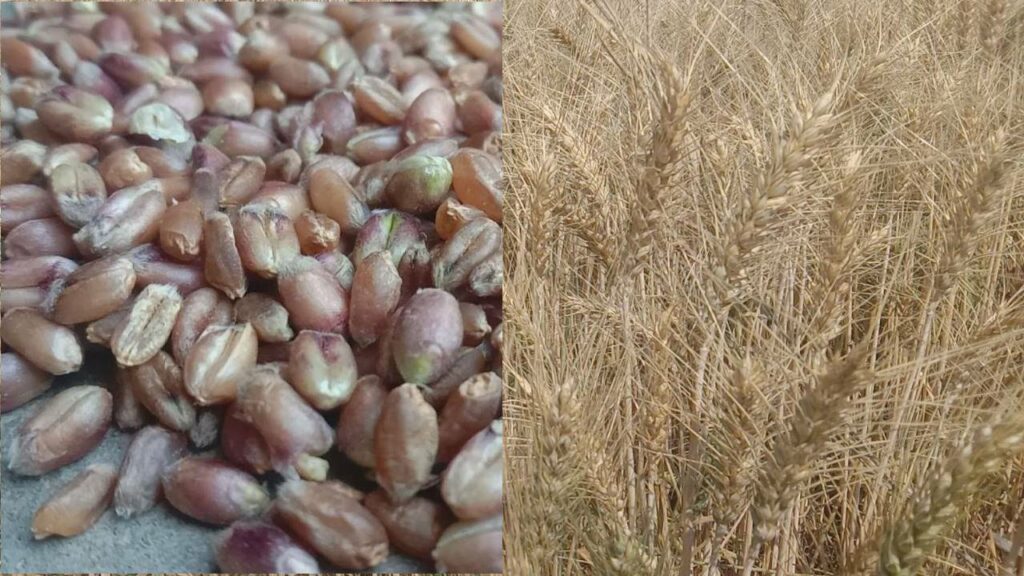 farmers-prepare-black-wheat-crops