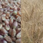 farmers-prepare-black-wheat-crops